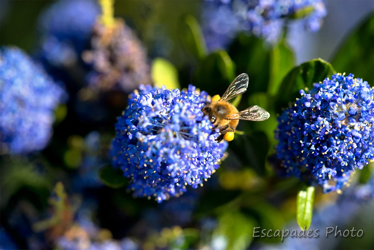 Céanothe et abeille en juin