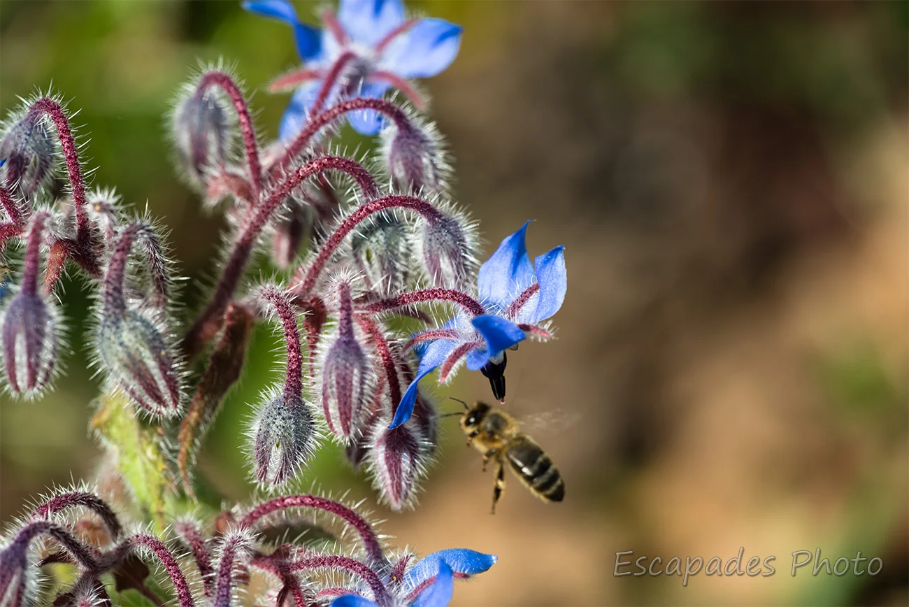 Abeille et fleur de bourrache