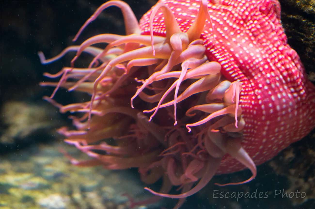 Anémones de mer : Comme un tissu imprim