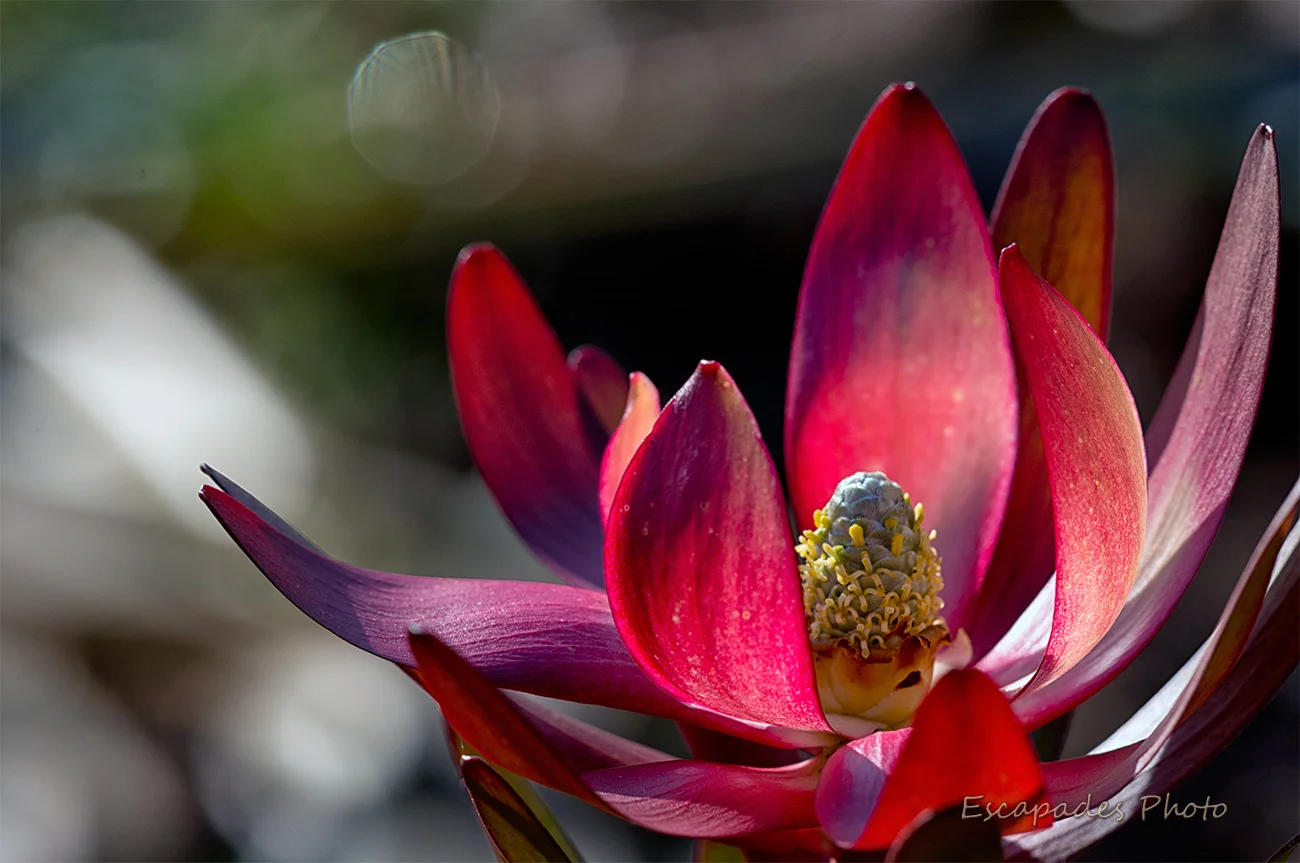Leucadendron safari sunset en Bretagne 1 Leucadendron en fleur - Bretagne