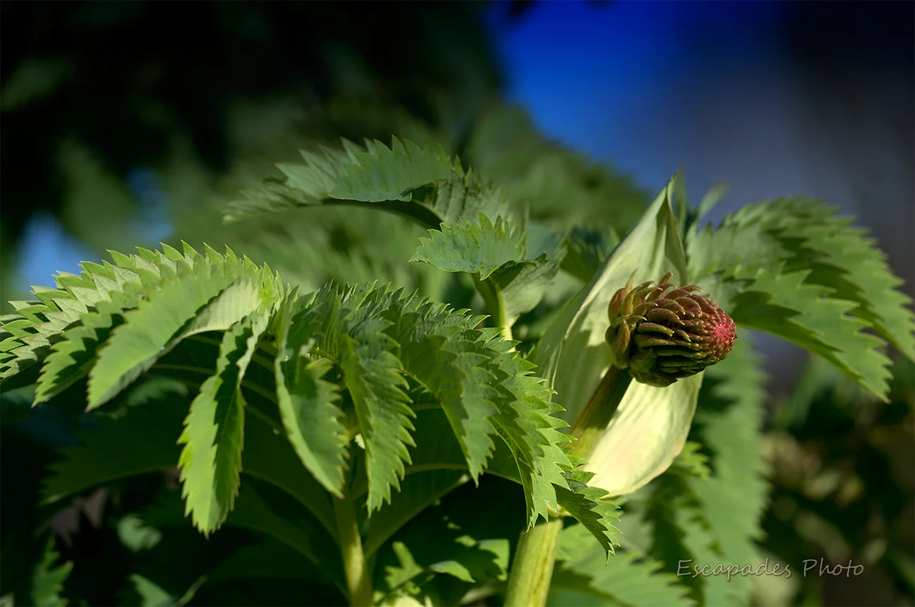 Le Melianthus major ou grande mélianthe, le buisson à miel