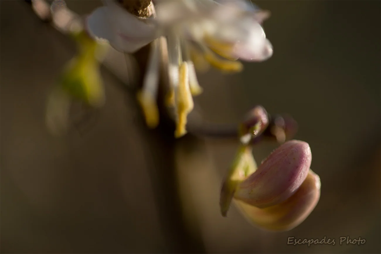 Lonicera fragantissima