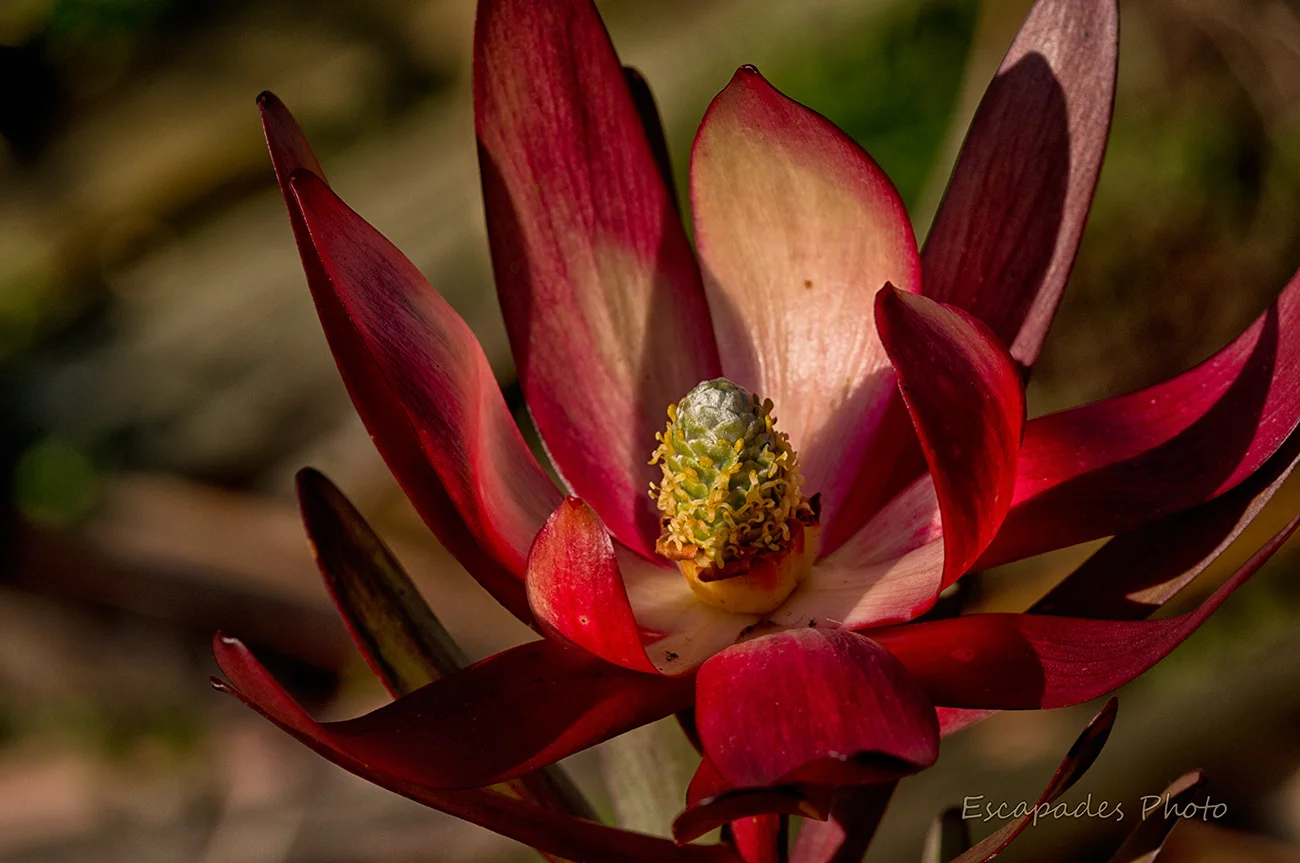 Leucadendron safari sunset en Bretagne 2 Leucadendron safari sunset - jardin - bretagne