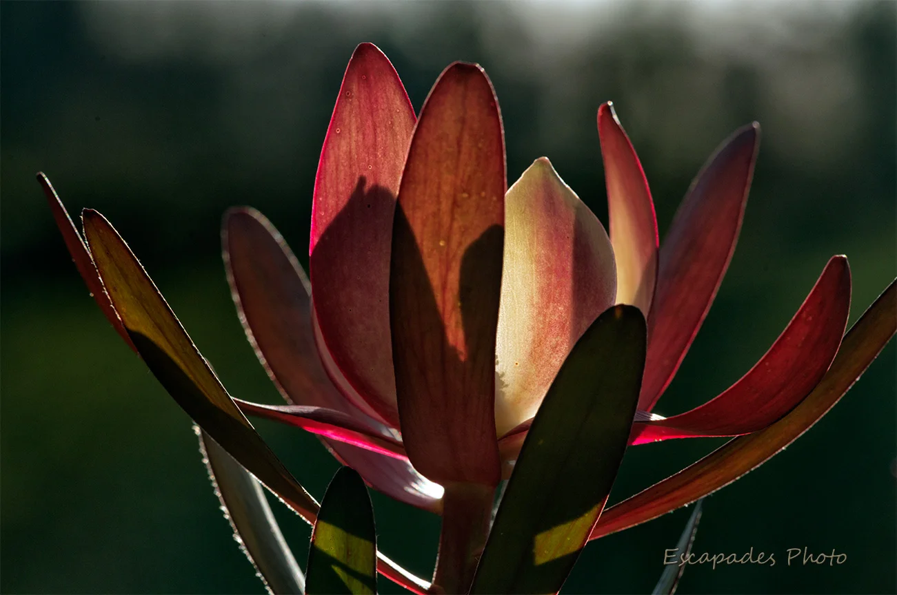 Leucadendron safari sunset en Bretagne 3 leucadendron safari sunset - bractées - contre-jour