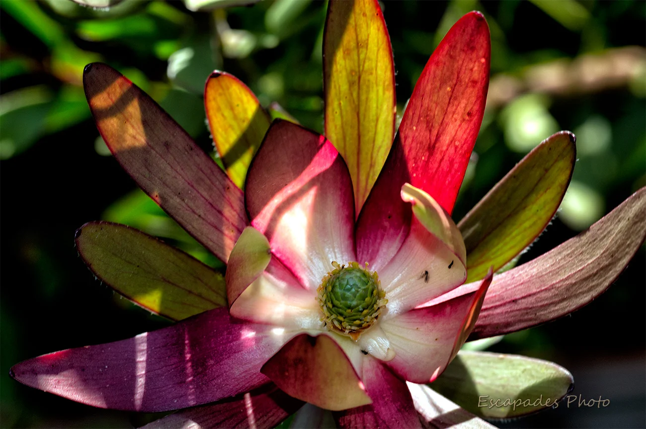 Leucadendron safari sunset en Bretagne 4 Bractée de leucadendron en contre-jour