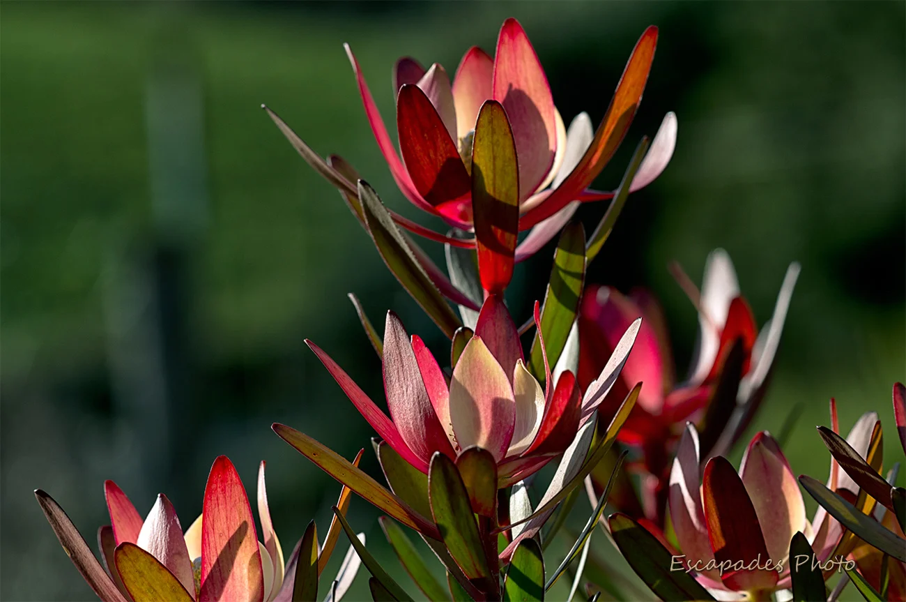 Leucadendron safari sunset en Bretagne 5 Leucadendron : Le port buissonnant