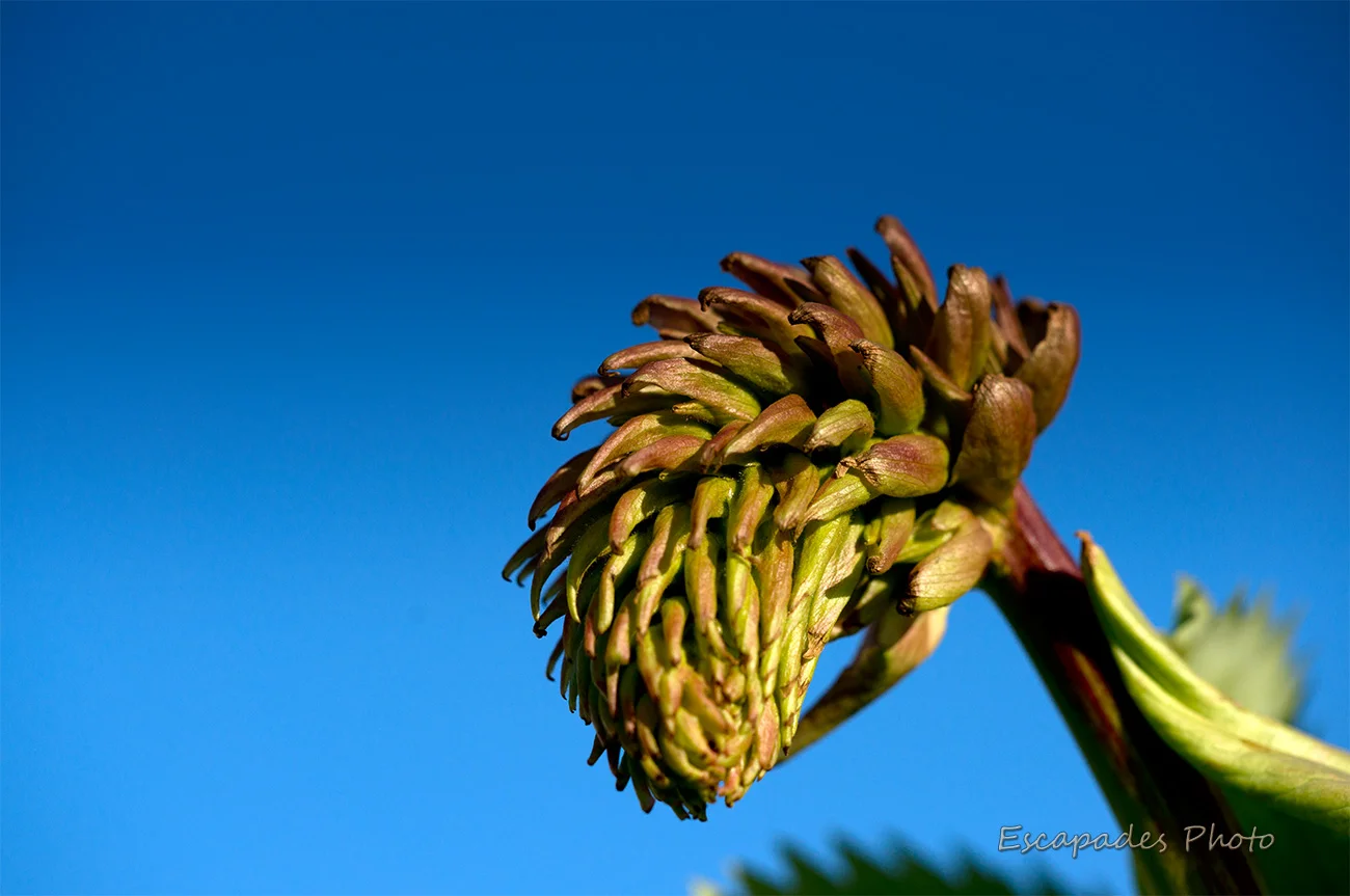 Gros plan sur le bouton floral d'un Melianthus major.