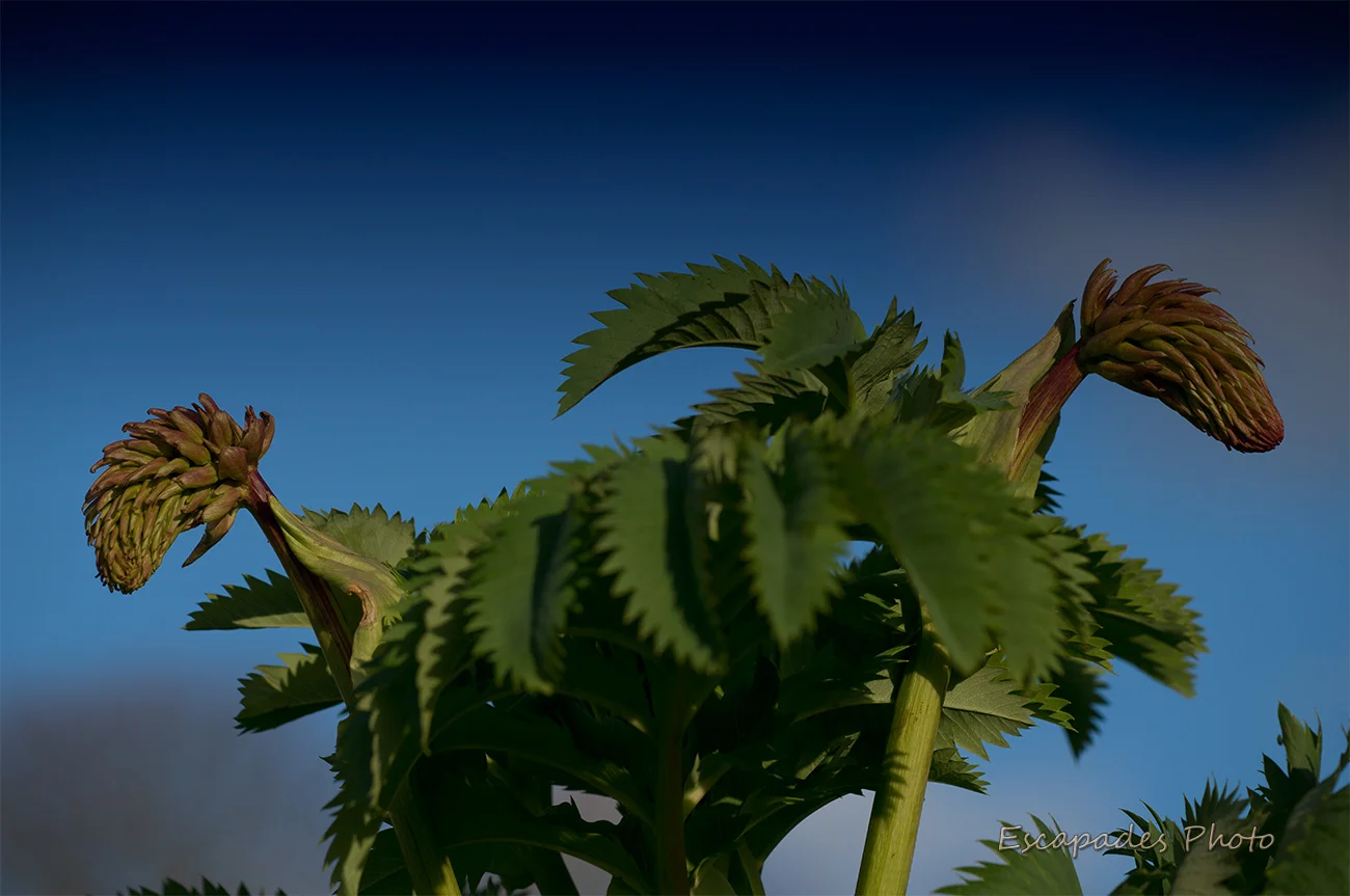 Melianthus major