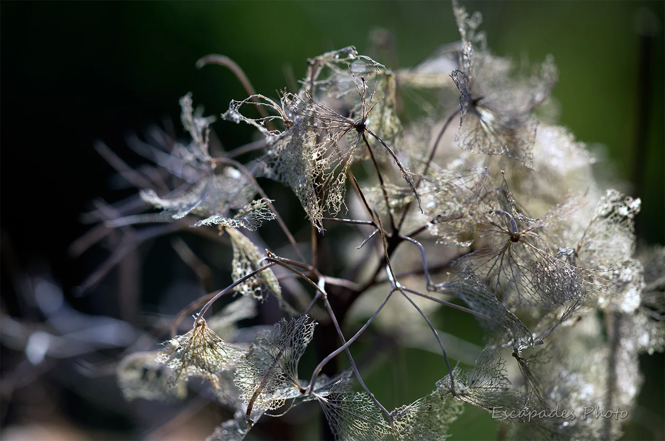 Jardin en hiver : Hortensia une fleur gracieuse devenue dentelle