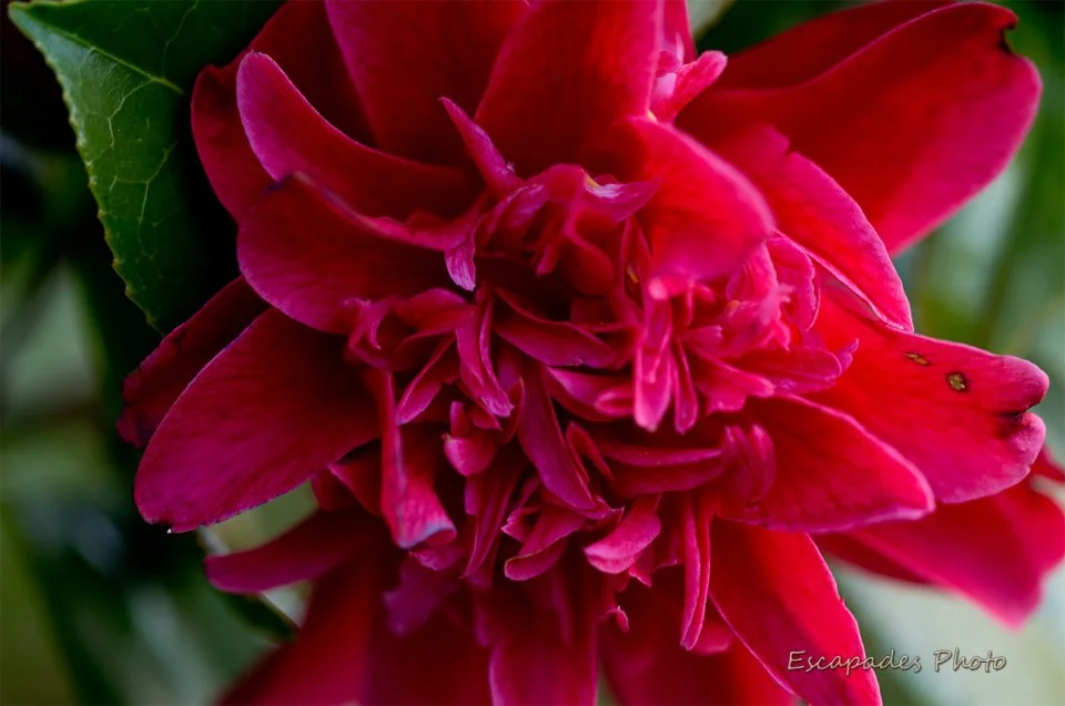 camélia pourpre au jardin d'hiver