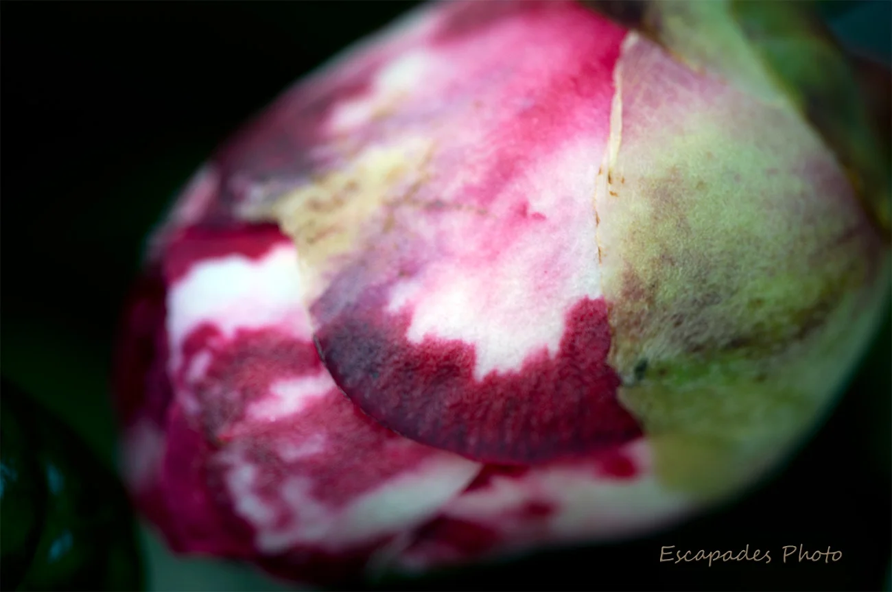 Jardin en hiver : Bouton de camélia au mois de février 