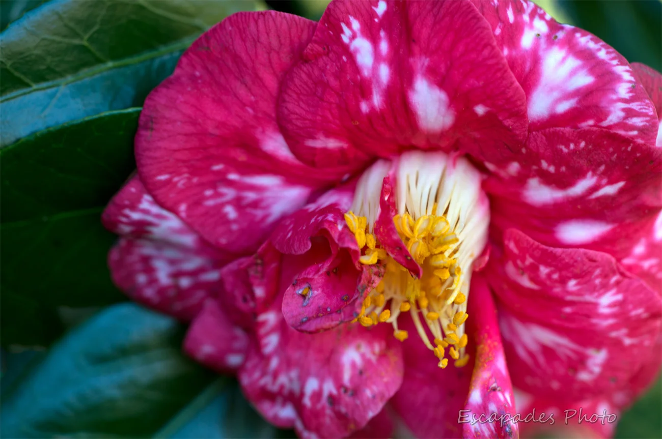 fleur de camélia - cœur de fleur avec les pistils