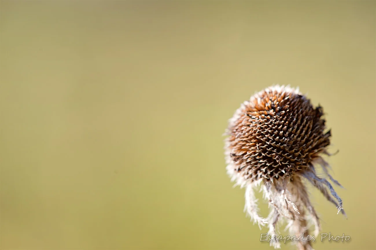 Réceptacle de Coreopsis en hiver