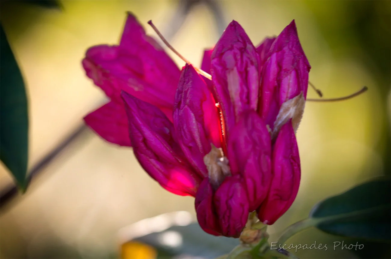 Rhododendron : Bouton de fleur