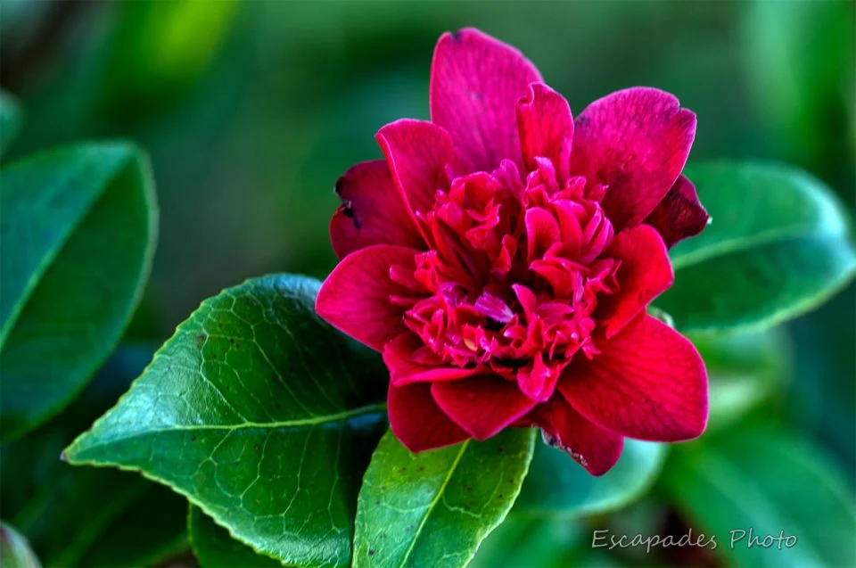 Jardin en hiver : Fleur de camélia - hybride