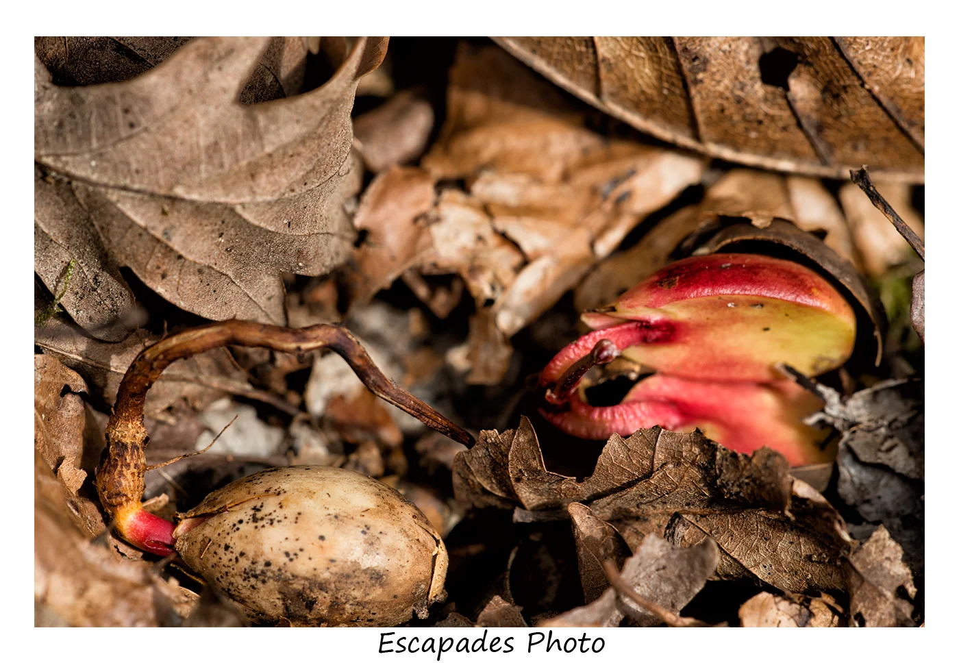 Glands de chêne pédonculé en cours de germination