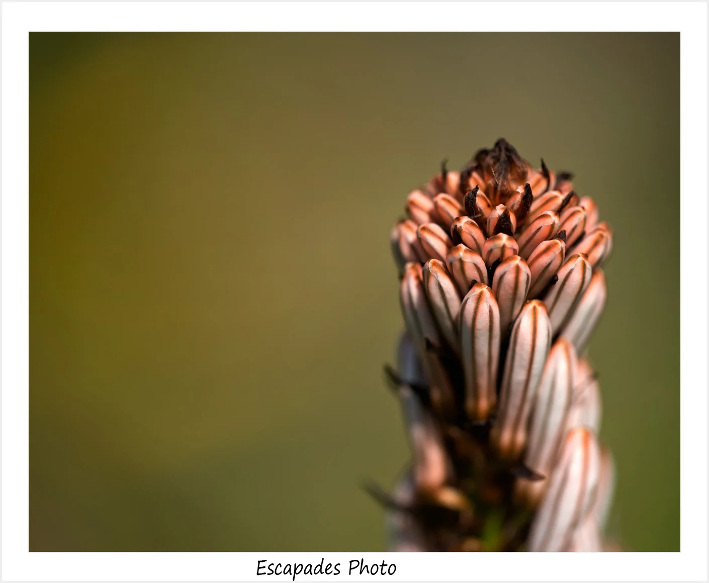 Asphodèle - grappe terminale