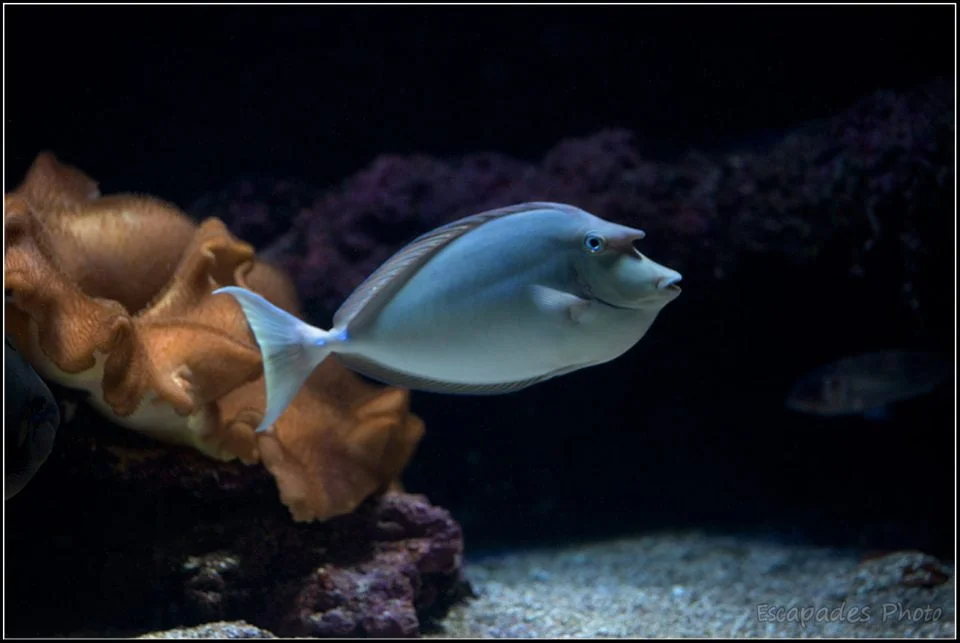 Nason juvénil à Océanopolis