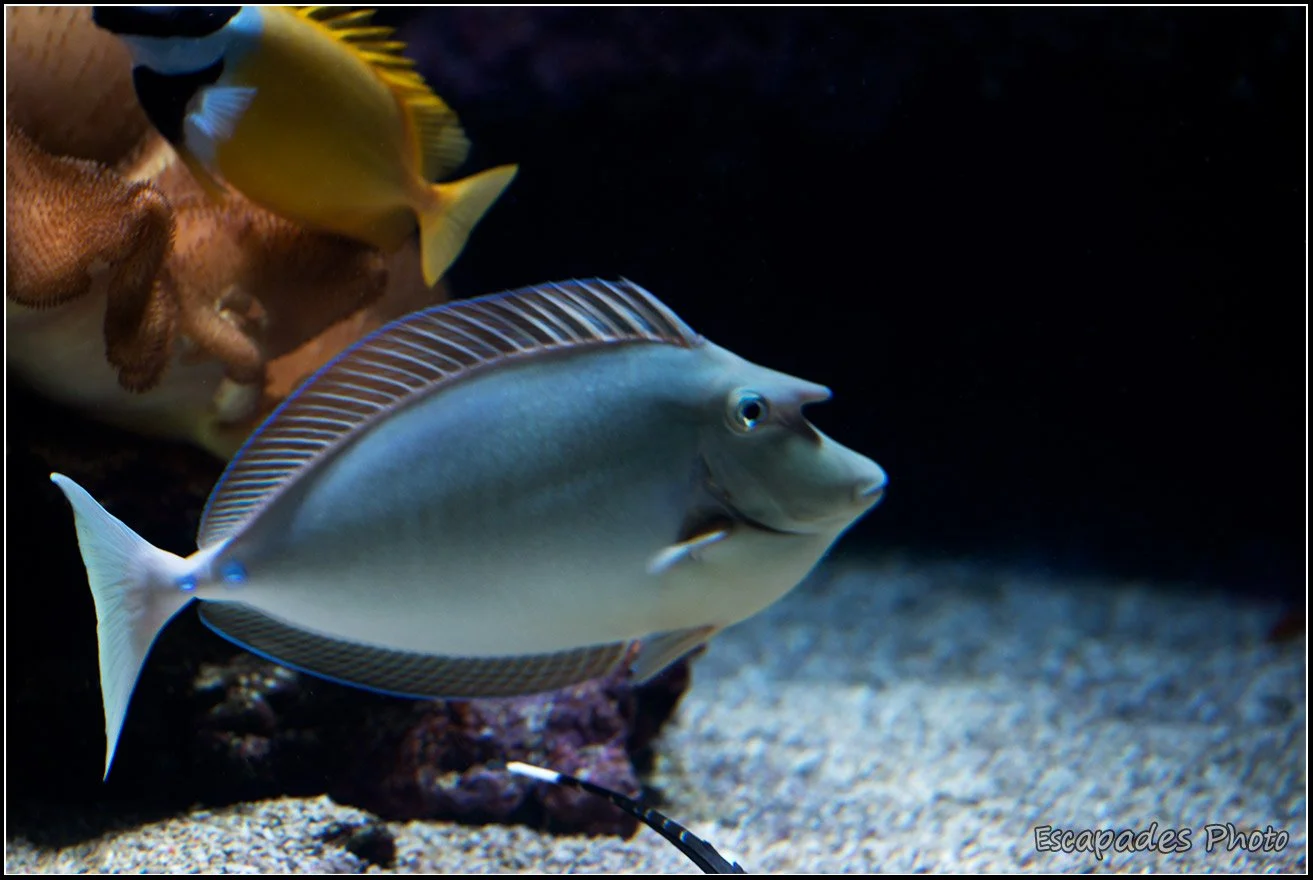 Nason Naso Unicornis Océanopolis
