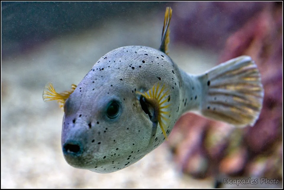 Poisson ballon Océanopolis