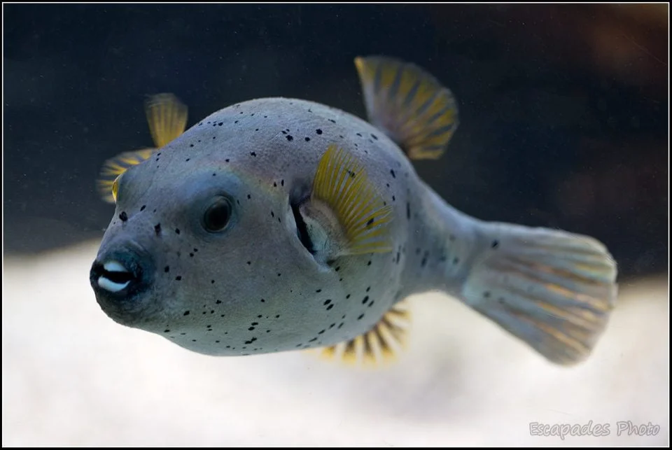 Poisson ballon Océanopolis