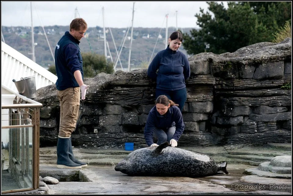 Nourrissage de phoques Océanopolis
