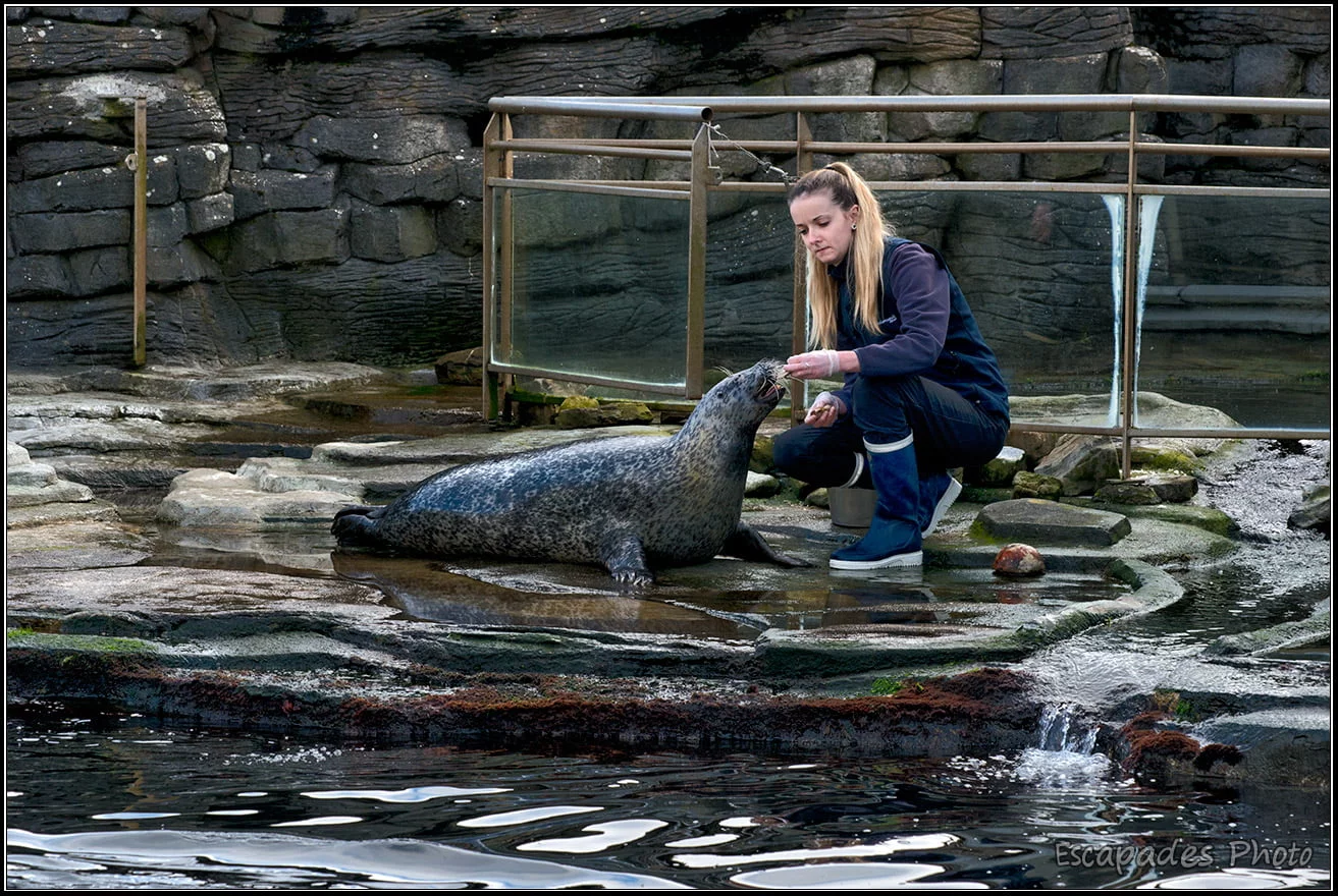 Nourrissage des phoques Océanopolis