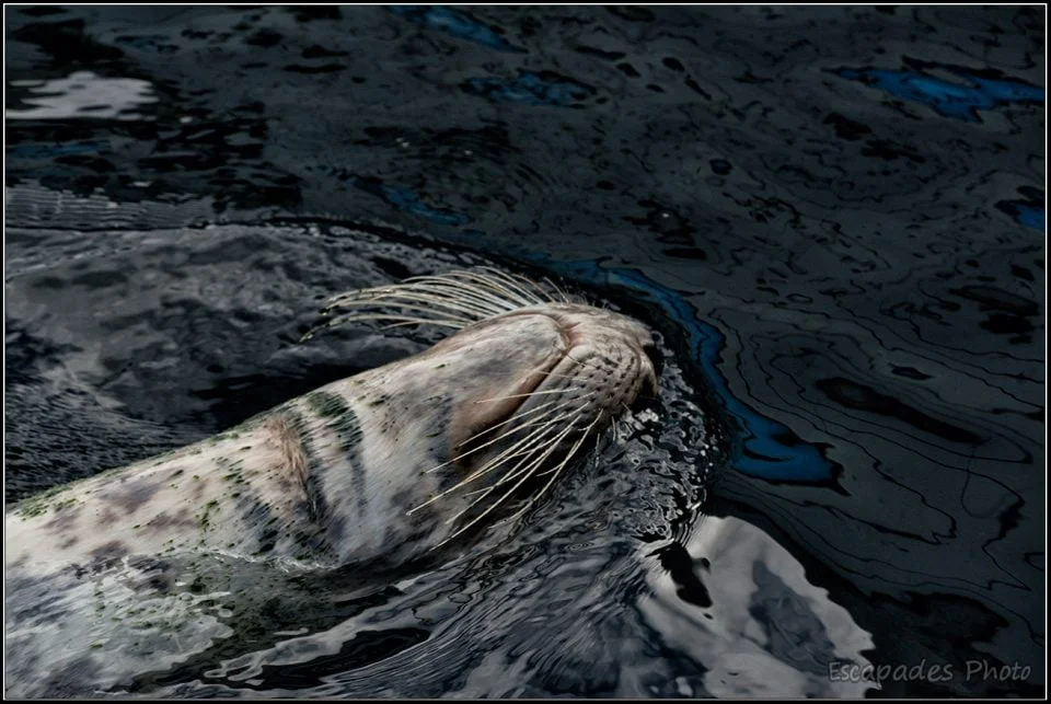 Phoque gris Océanopolis