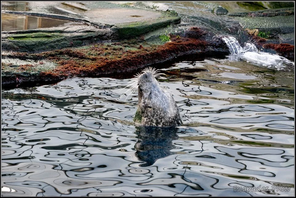 Océanopolis : Moustaches de phoques