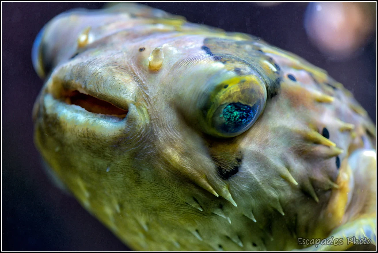 Diodon holocanthus -poisson porc-épic