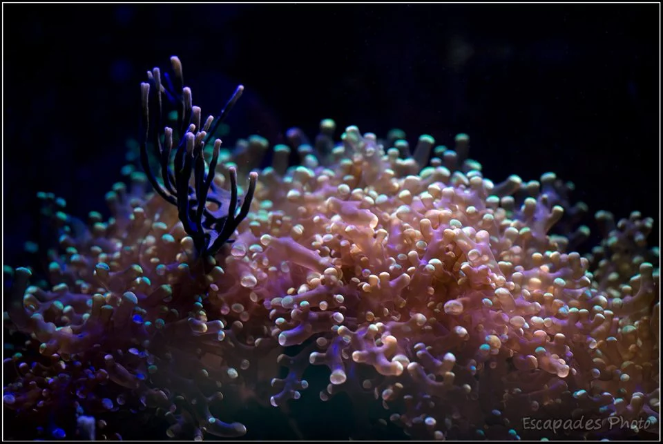 Les coraux d'Océanopolis sont lumineux 5 Océanopolis - un tableau coralien
