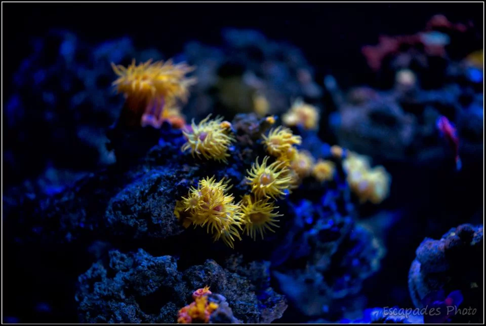 Les coraux d'Océanopolis sont lumineux 6 Océanopolis la lumière éclaire le corail