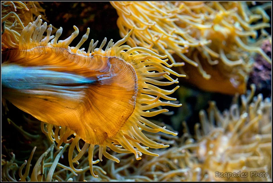 Les coraux d'Océanopolis sont lumineux 4 Corail à Océanopolis