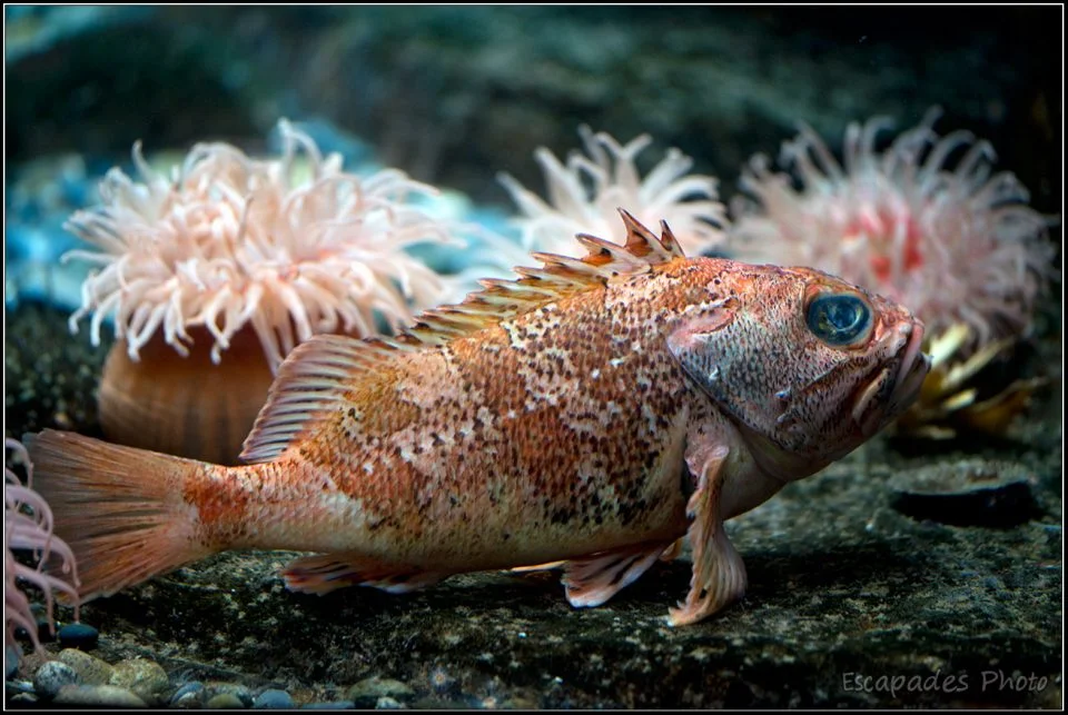 Les coraux d'Océanopolis sont lumineux 2 Coraux d' Océanopolis, un monde merveilleux