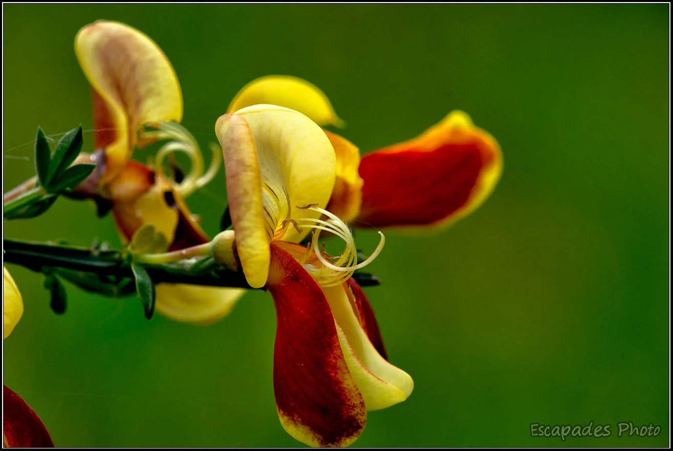 Genêt hybride Cytisus scoparius 'Andreanus'