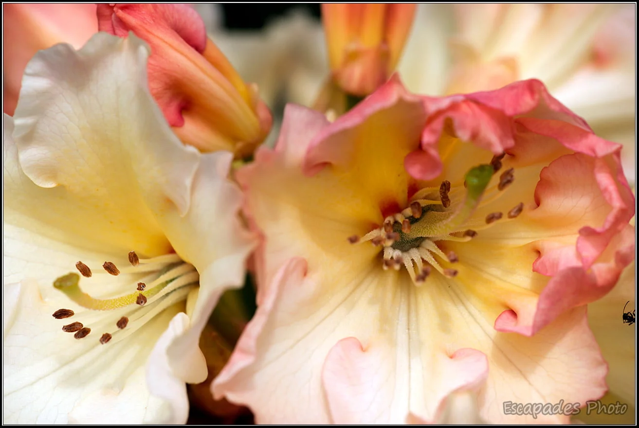 Printemps du rhododendron