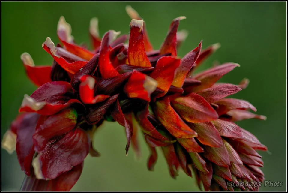 Grande Mélianthe ou melianthus : La floraison