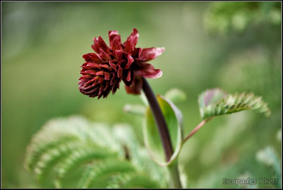 Grande Mélianthe ou melianthus : La floraison
