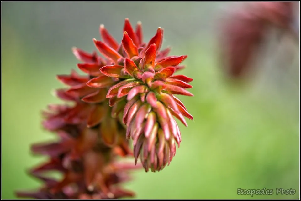 Grande Mélianthe ou melianthus : La floraison