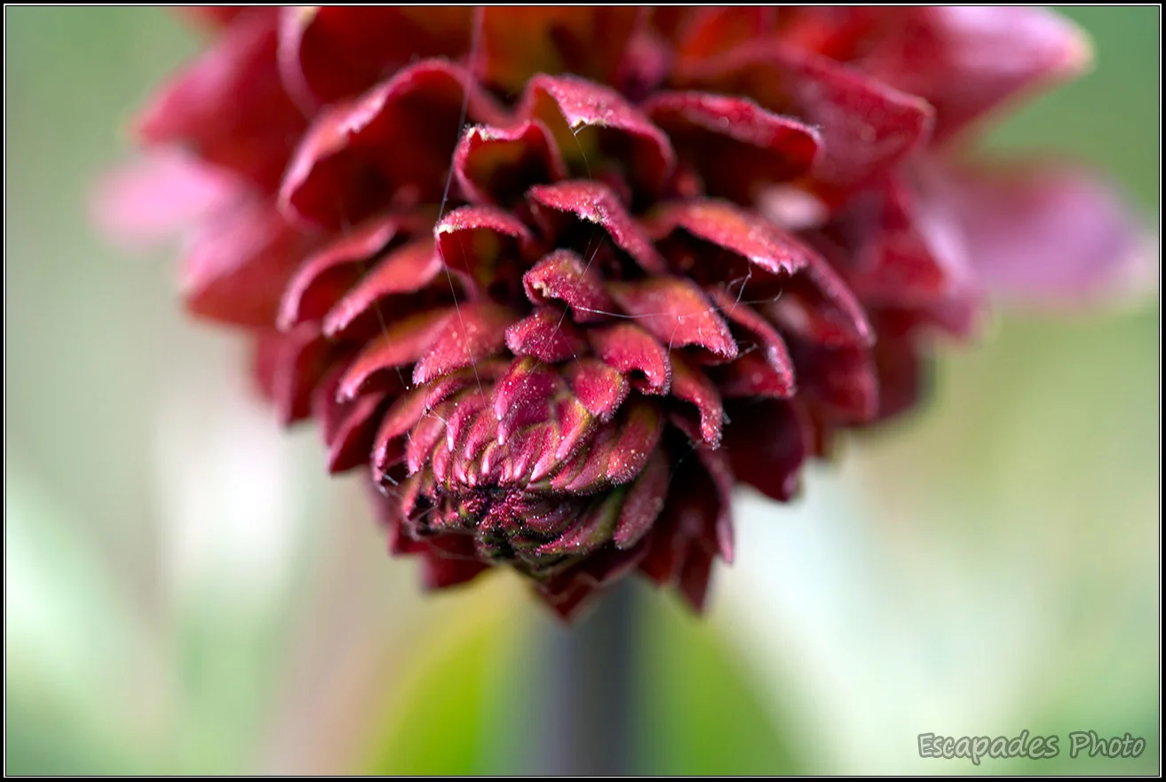 Melianthus ou grande mélianthe : La floraison