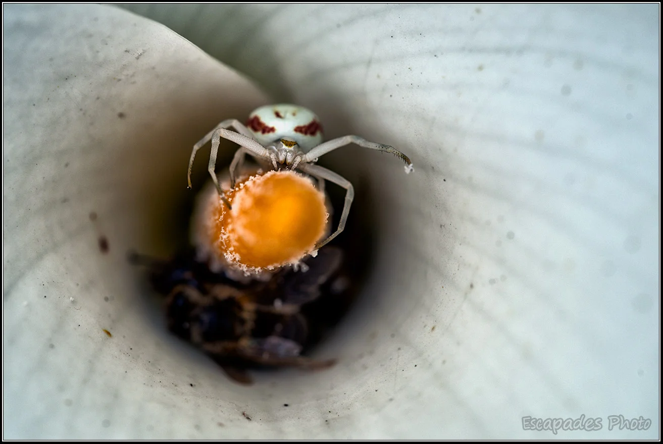 Misumène ou araignée crabe