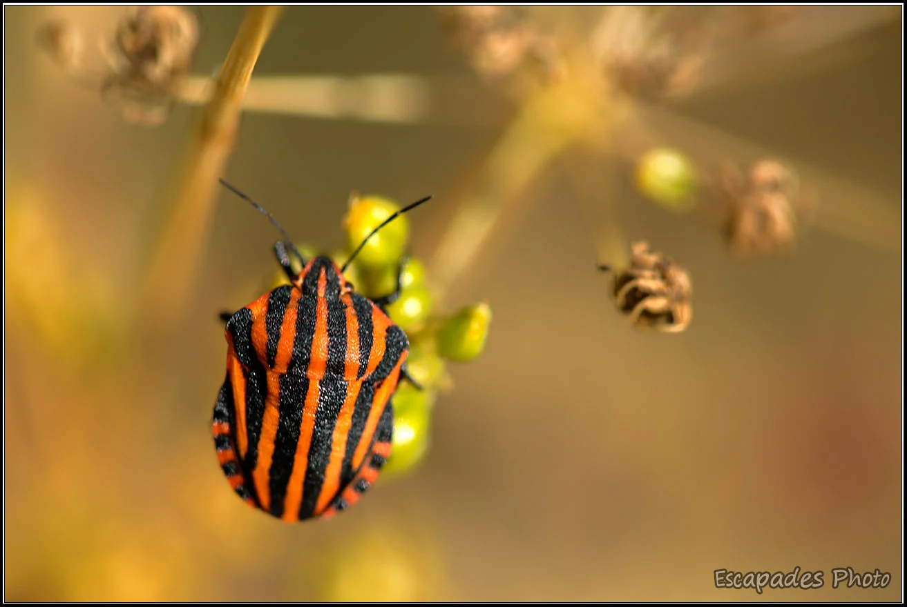 Punaise Arlequin - Graphosome rayé