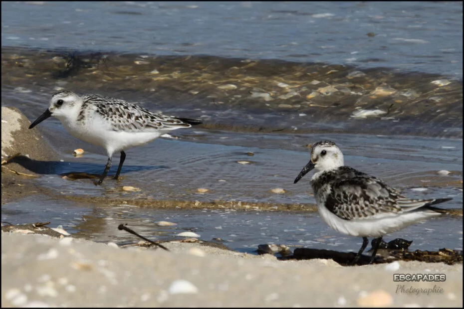 Oiseaux de la ria d'Aveiro